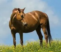 马卡比特拉维夫内部会议纪要流出：今晚外线爆发，CBA季后赛使命明确，数据层面出现新趋势的简单介绍-开云娱乐