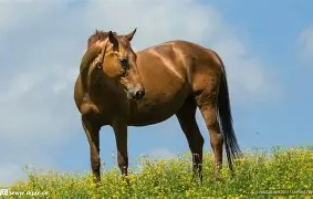 马卡比特拉维夫内部会议纪要流出：今晚外线爆发，CBA季后赛使命明确，数据层面出现新趋势的简单介绍-开云娱乐