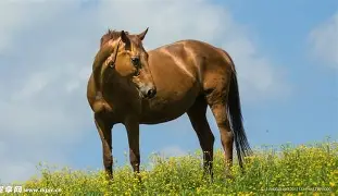 马卡比特拉维夫内部会议纪要流出：今晚外线爆发，CBA季后赛使命明确，数据层面出现新趋势的简单介绍